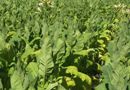 Wirtschaftsfaktor Rauchen: Spflanze Stevia soll Tabakbauern beim Entzug helfen  