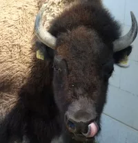 Wisent Diskussion