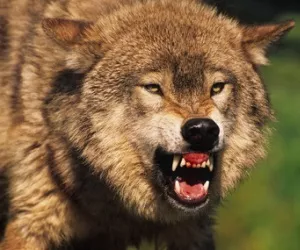 Wolf auf Usedom