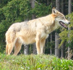 Wolf in Schleswig-Holstein