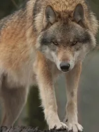 Wolf in Thringen