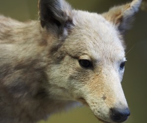 Wolfs-Nachweis in NRW
