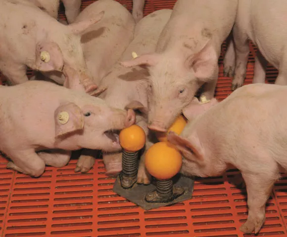 Whlkegel - Beschftigung fr Schweine