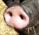 Zeitung: Schweinegrippe-Serum ab 19. Oktober