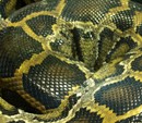 Zoll und NLWKN verhindern illegale Einfuhr von 124 seltenen Riesenschlangen