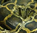 Zoll und NLWKN verhindern illegale Einfuhr von 124 seltenen Riesenschlangen