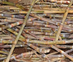 Zuckerrohranbau