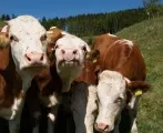Zchter verkaufen trotz Krise mehr Rinder