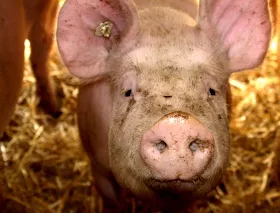 Zukunft der Schweinehaltung