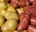 Zulassung von Genkartoffeln 