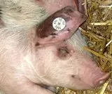 artgerechte Schweinehaltung 