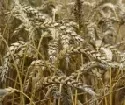 gentechnisch vernderter Weizen