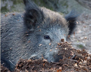 Schweinepest-Prävention